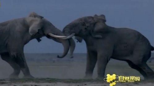 电视剧大象在线观看,揭秘网络剧背后的精彩故事